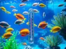 Temperatura Ideal para Diferentes Espécies de Peixes de Aquário