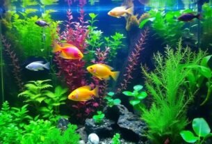Aquário Plantado: O Guia Completo para Criar um Ecossistema Natural