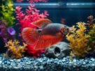 Aquário Ideal para Betta: Tamanho, Decoração e Parâmetros da Água
