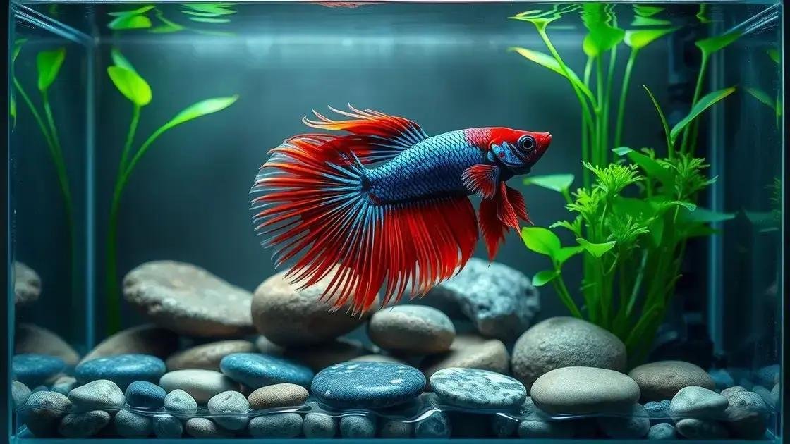 aquário para peixe betta: descubra como montar o ambiente ideal para seu peixe